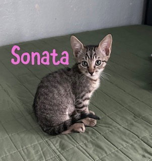 Sonata