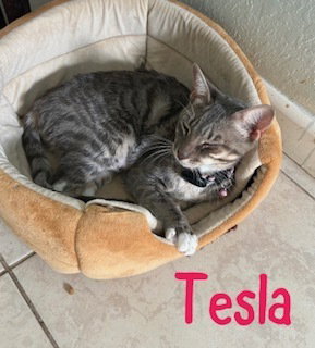 Tesla