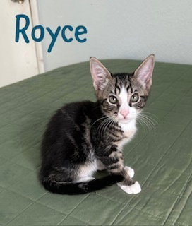 Royce