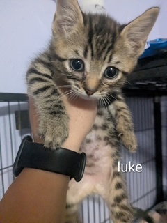 Luke