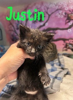 Justin