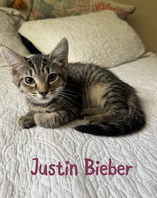 Justin Bieber, an adoptable Domestic Short Hair in Ruskin, FL