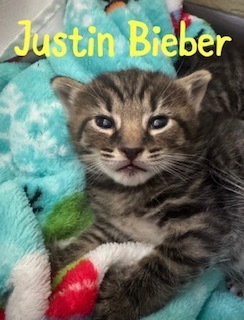Justin Bieber photo 2