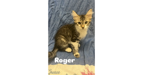 Roger, an adoptable Domestic Long Hair in Ruskin, FL