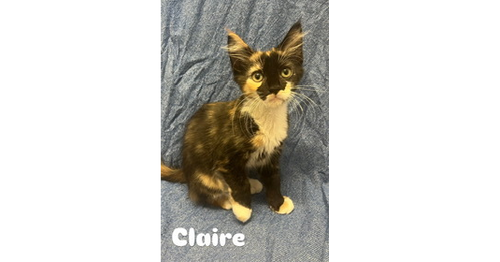 Claire, an adoptable Domestic Long Hair in Ruskin, FL