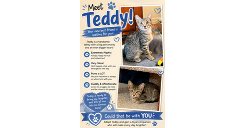 Teddy