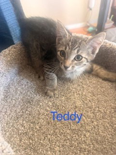 Teddy