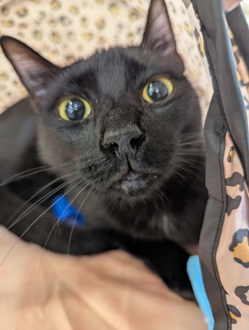 Chat - Chatterbox, an adoptable Domestic Short Hair in Ruskin, FL