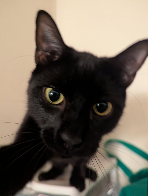 Chat
