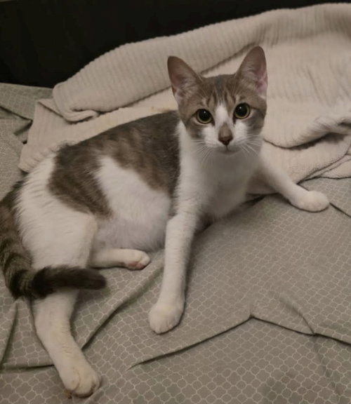 Willow, an adoptable Domestic Short Hair in Ruskin, FL