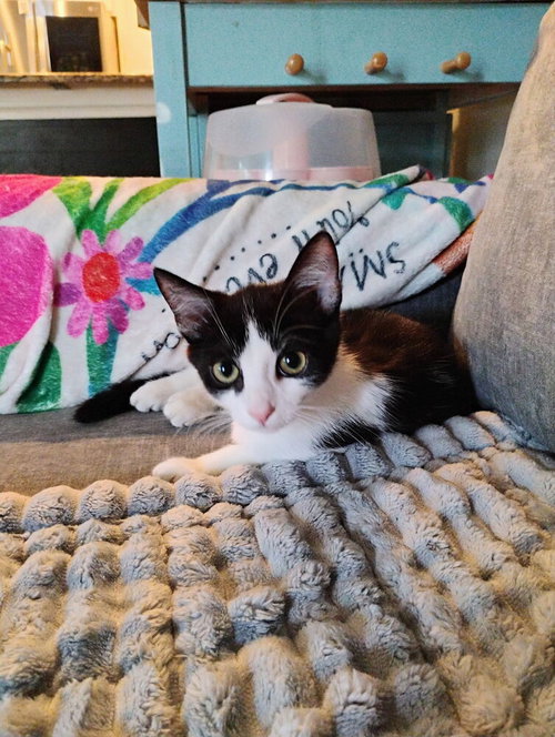 Pogo, an adoptable Domestic Short Hair in Ruskin, FL