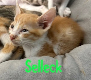 Selleck photo 4