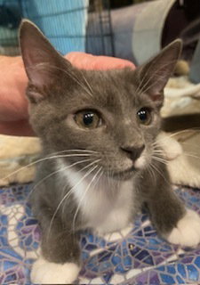 Havoc, an adoptable Domestic Short Hair in Ruskin, FL