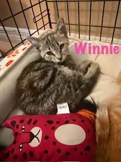 Winnie image 2