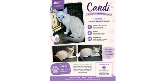 Candi