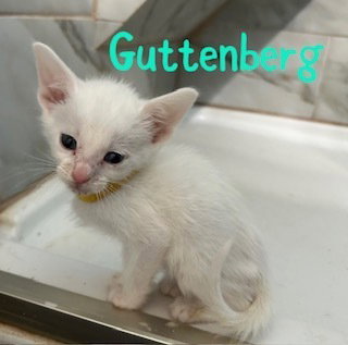 Guttenburg photo 2