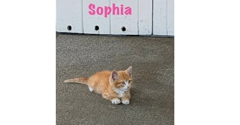 Sophia photo 4