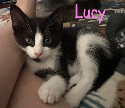 Lucy
