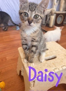 Daisy