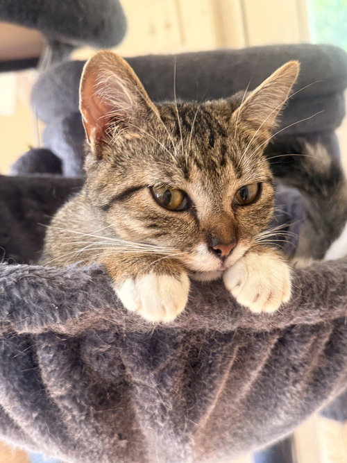 picture of the cat needing adoption