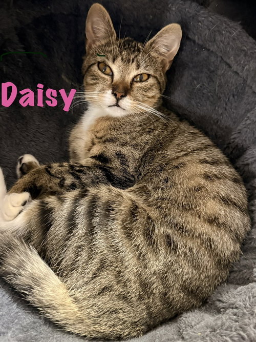 Photo 2 of Daisy