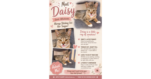 Photo 4 of Daisy
