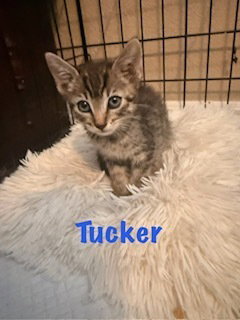 Tucker