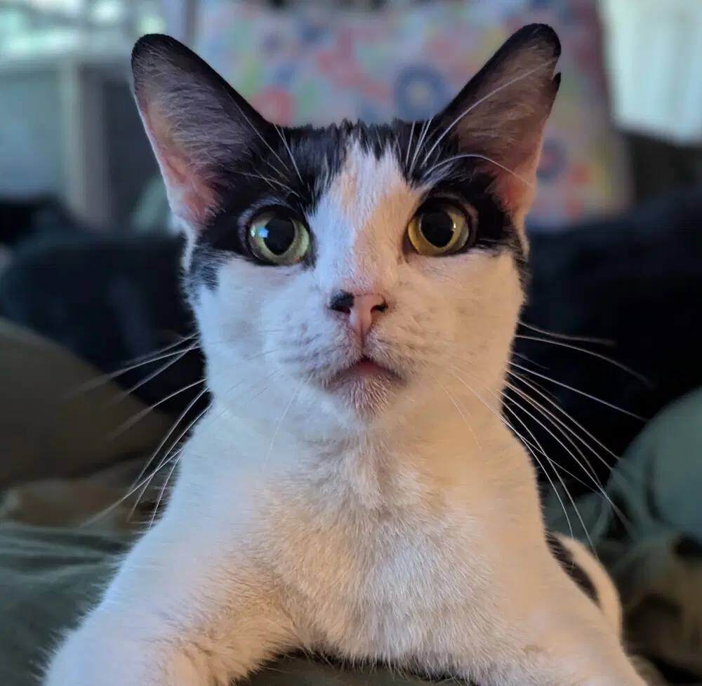 Mew-Mew - Domestic Short Hair