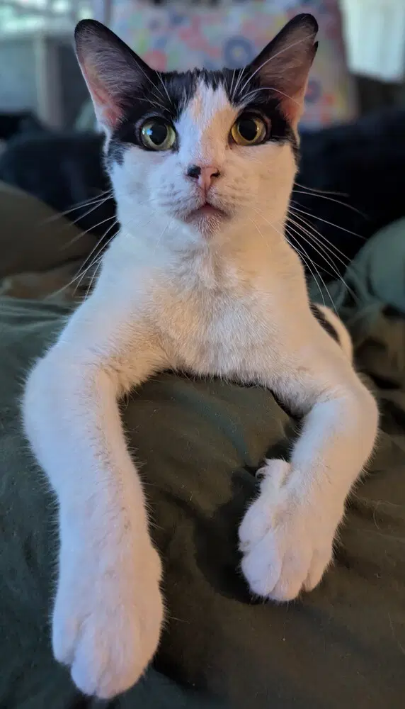 Mew-Mew image 2