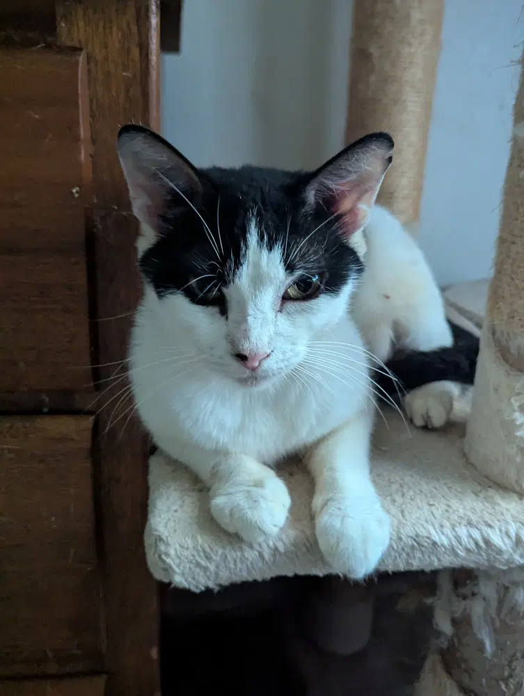 Mew-Mew image 4