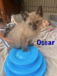 Oscar photo 2