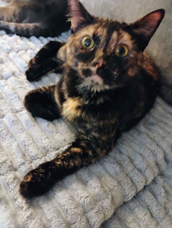 Mochi