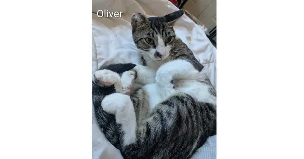 Oliver - Domestic Short Hair