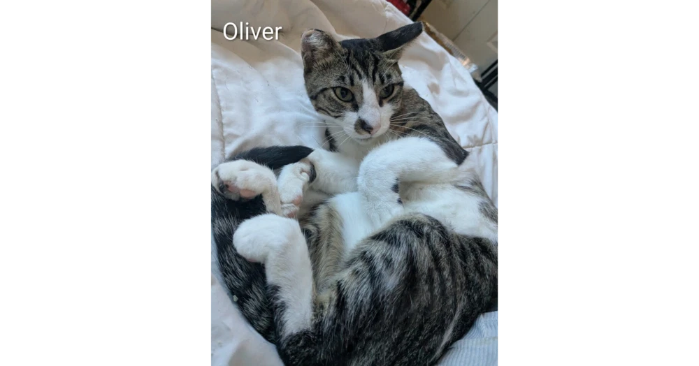 Oliver
