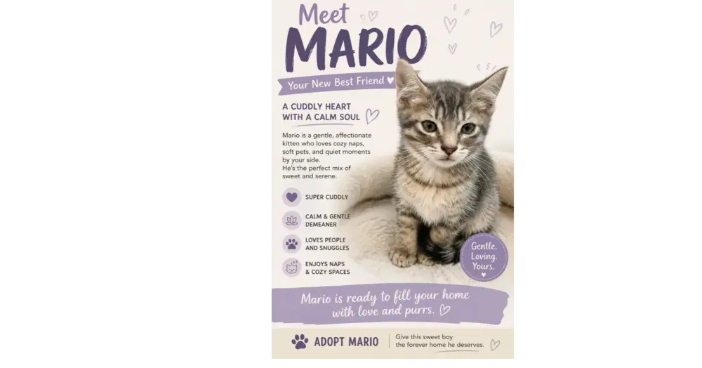 Mario - Domestic Short Hair