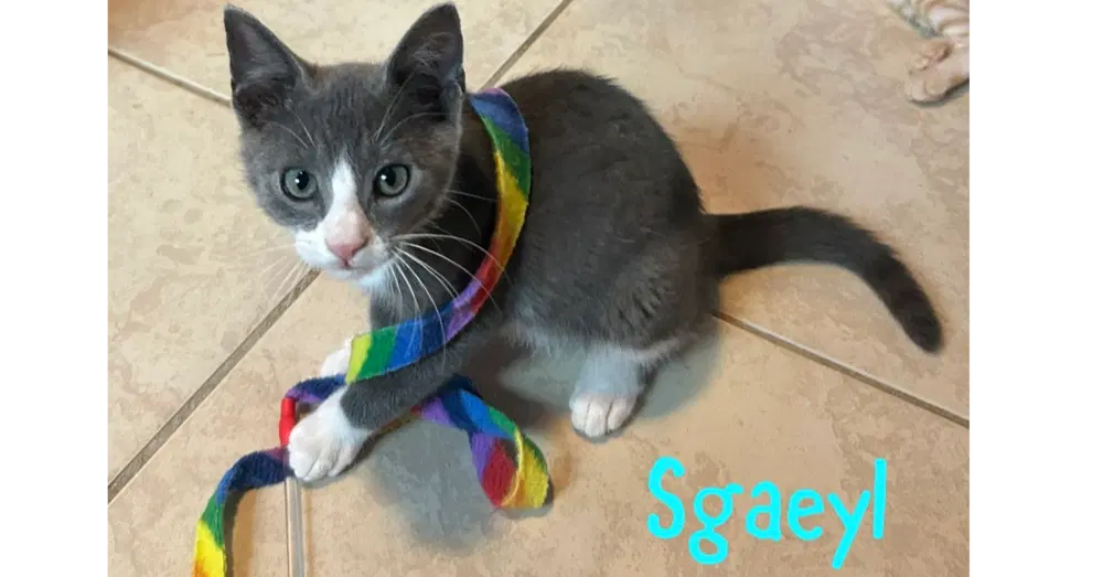 Sgaeyl - Domestic Short Hair