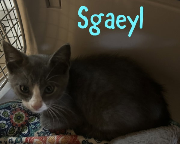 Sgaeyl
