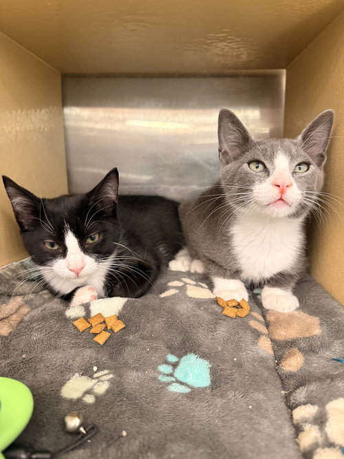 picture of the cat needing adoption