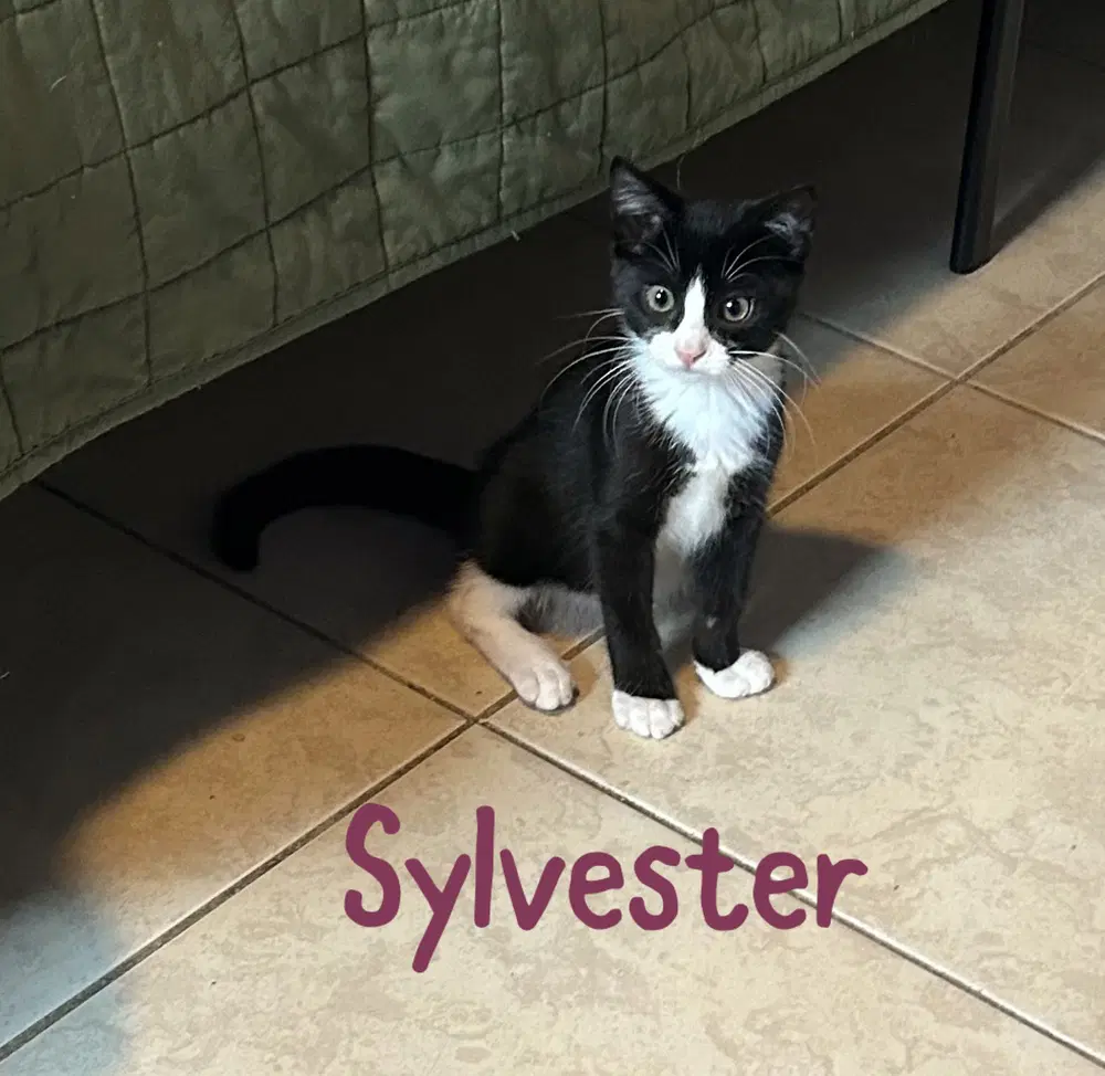 Sylvester - Domestic Short Hair