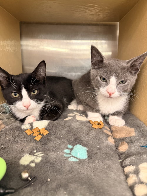picture of the cat needing adoption