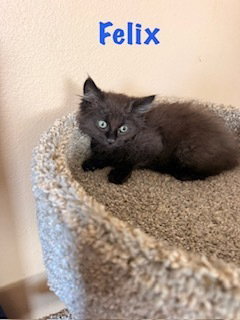 Felix