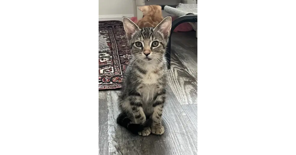 Roo - Domestic Short Hair
