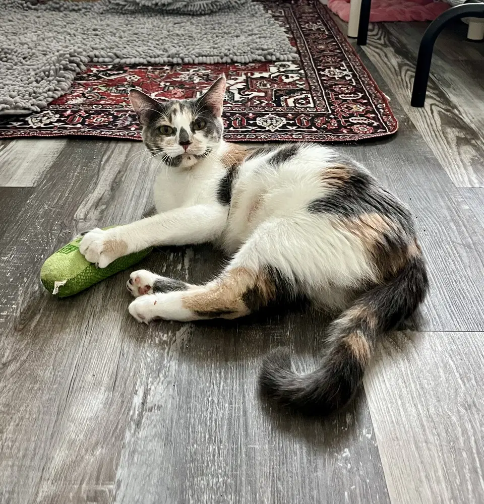 Kanga - Domestic Short Hair