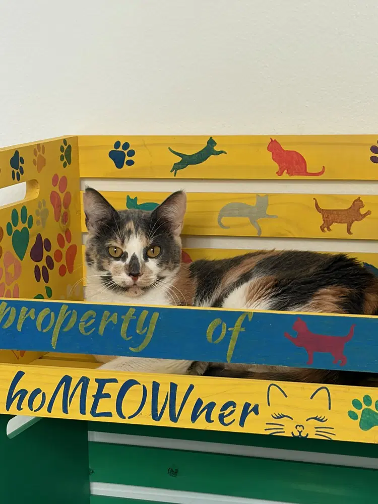 Kanga - Domestic Short Hair