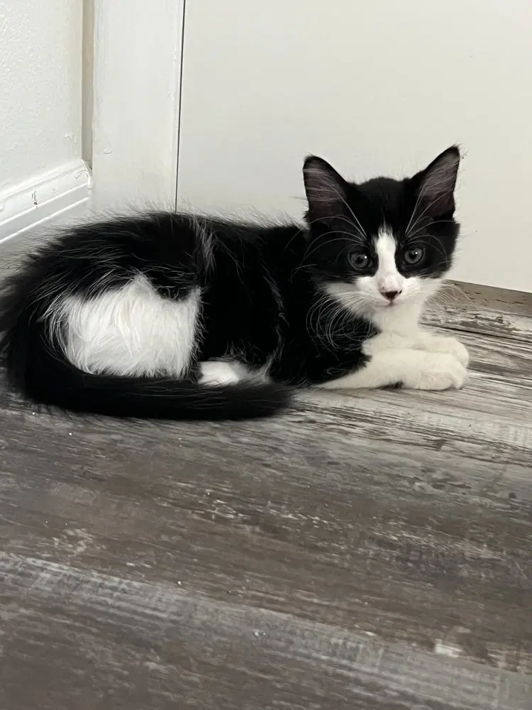 Piglet - Domestic Short Hair