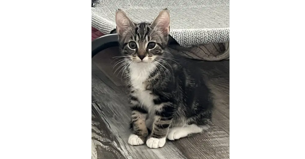 Tigger - Domestic Short Hair