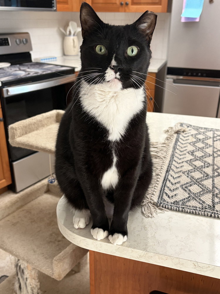 Stefan