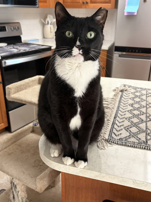 picture of the cat needing adoption