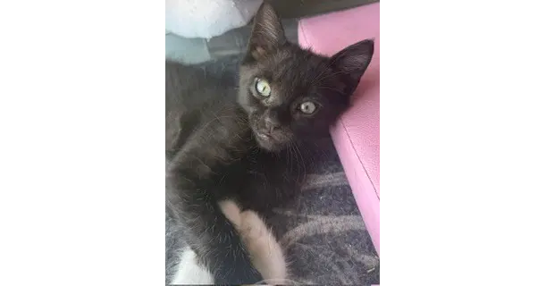 Xylophone - Domestic Short Hair