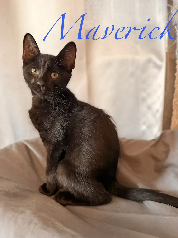 Maverick image 2
